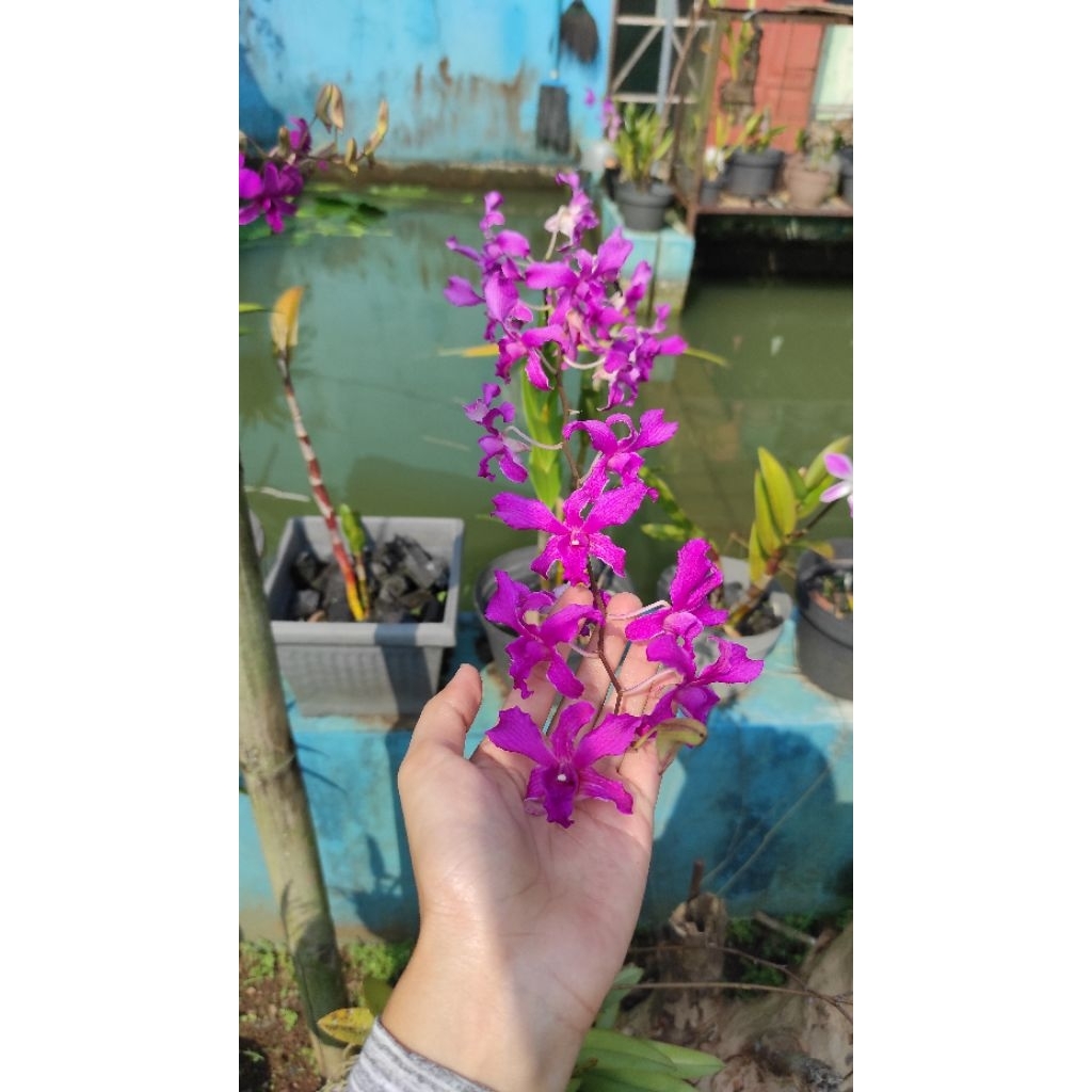 Anggrek dendrobium keritingan dewasa Tual Maluku