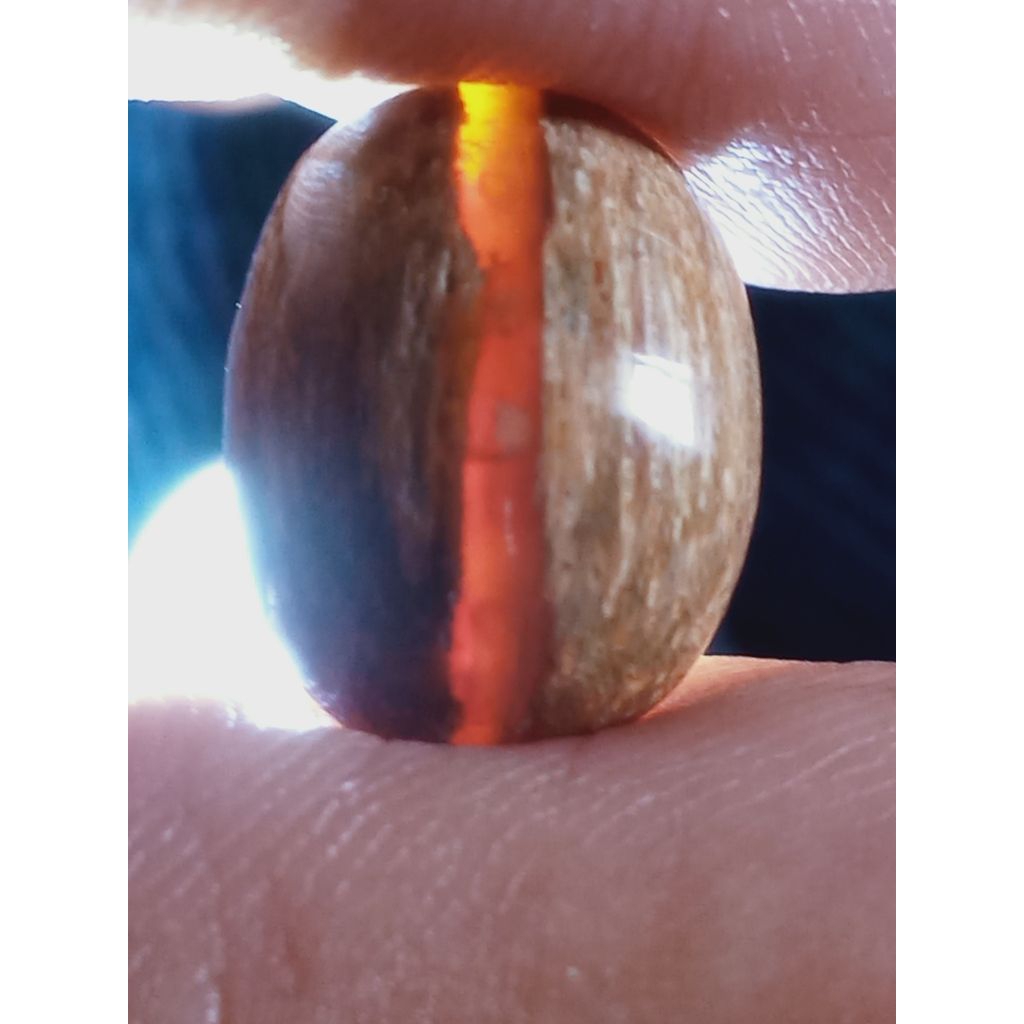 Batu Fosill Kelor Merah Kendit