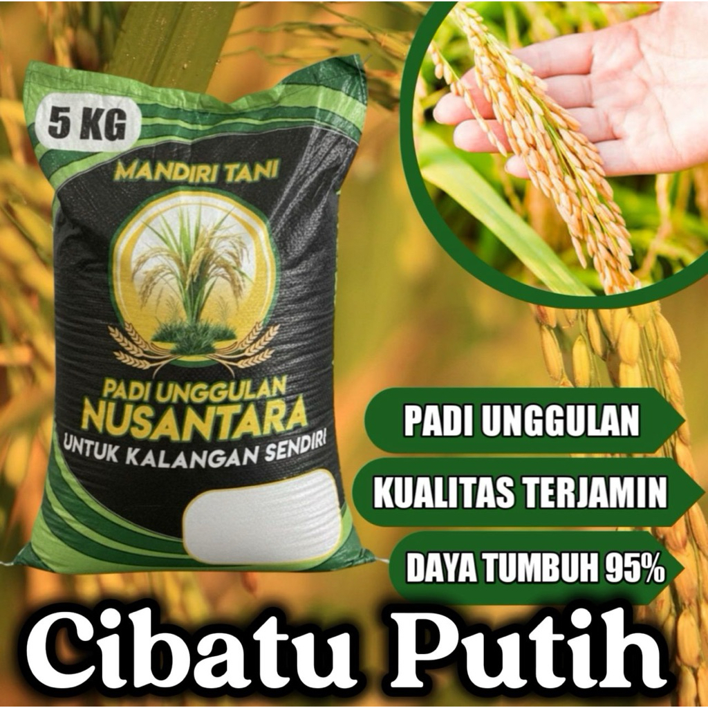 BENIH PADI CIBATU PUTIH/06