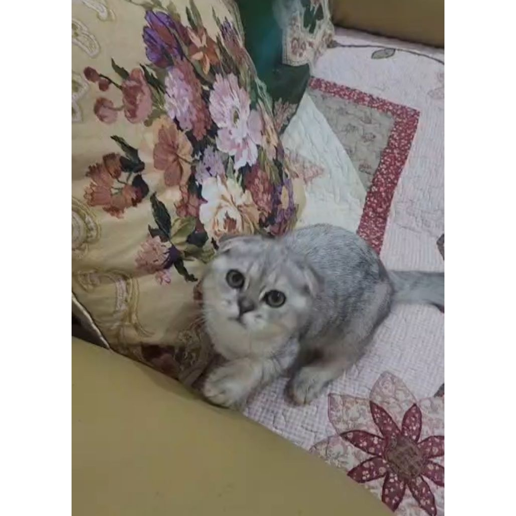 Scootish fold jantan