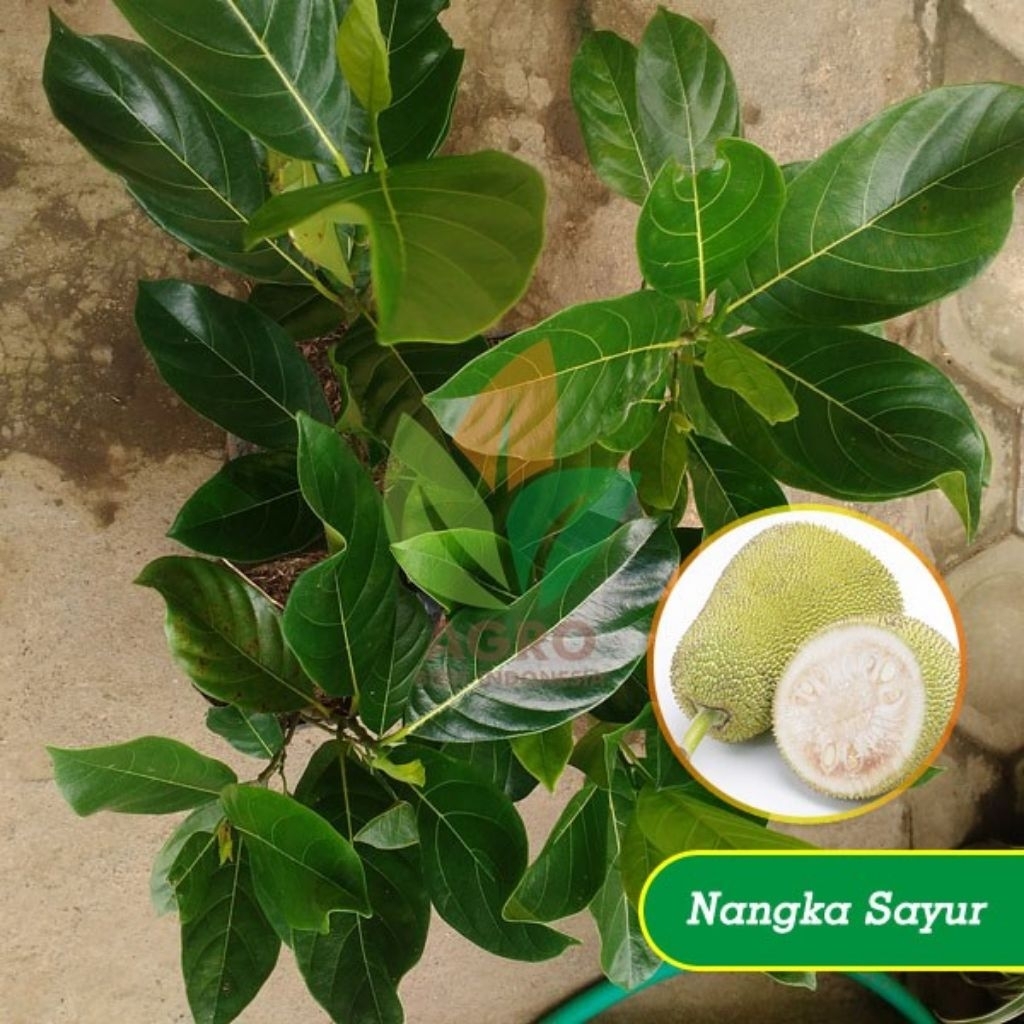 bibit nangka sayur