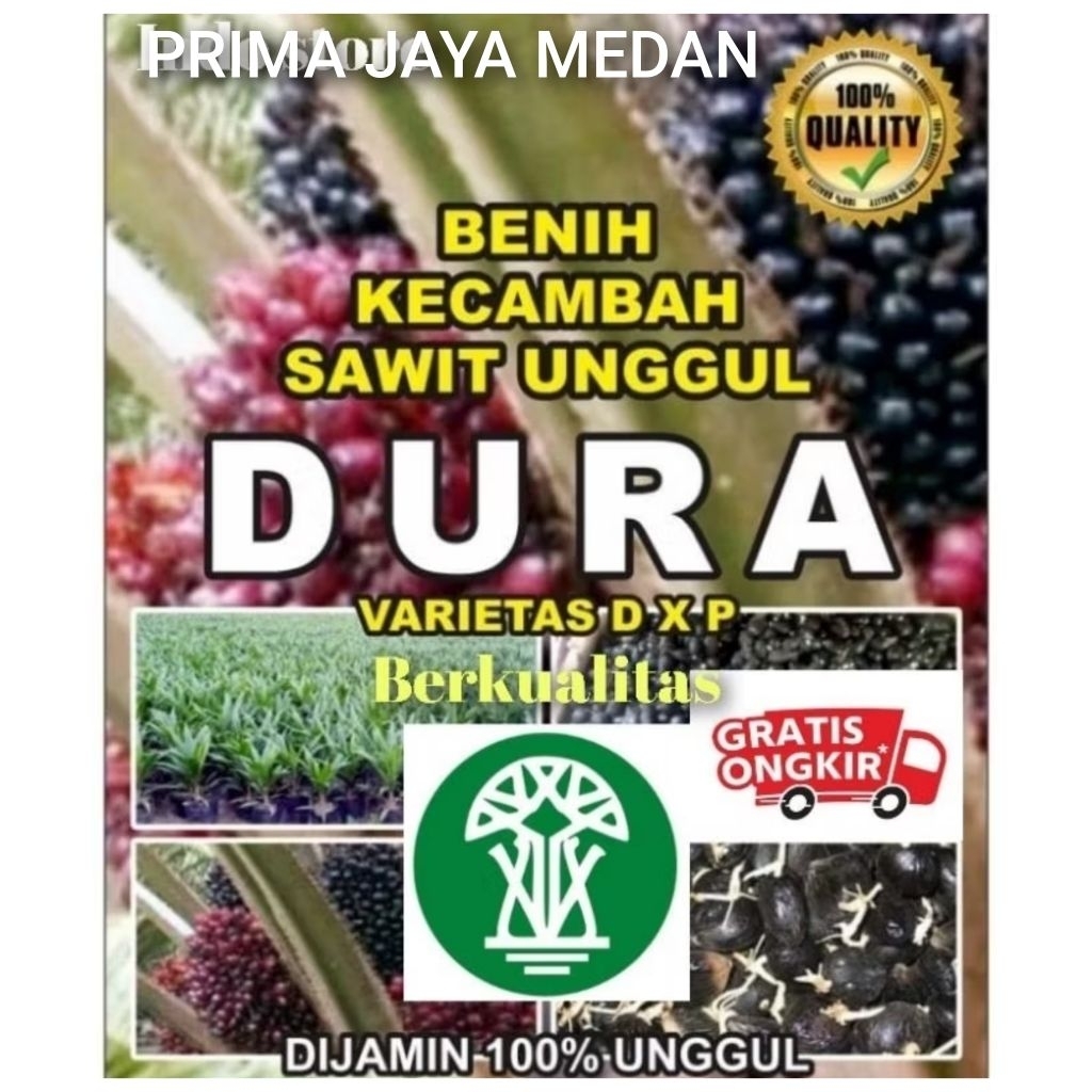 Bibit Benih Kecambah sawit DXP DURA (250 butir)