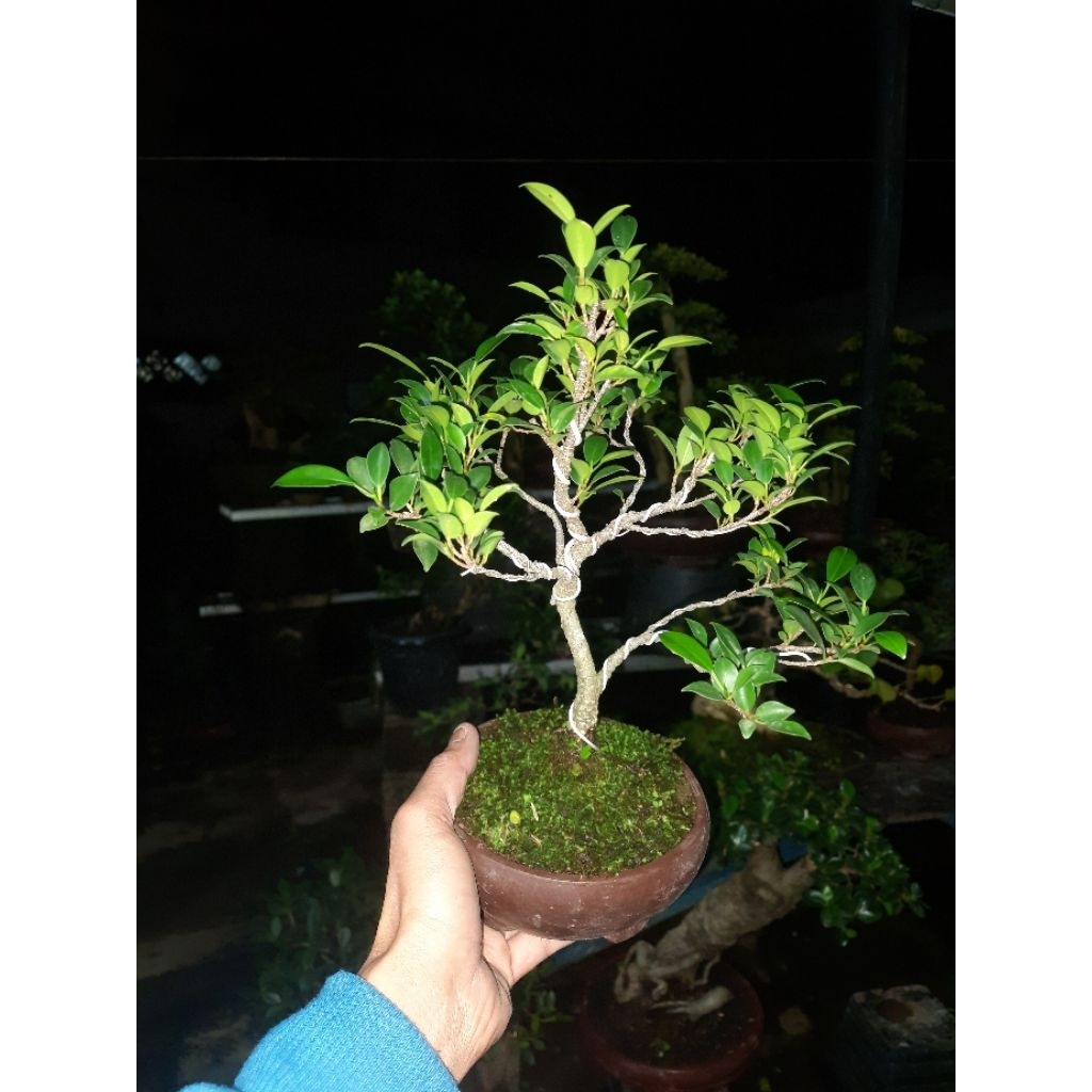 Bonsai Beeingin Kimeng Small