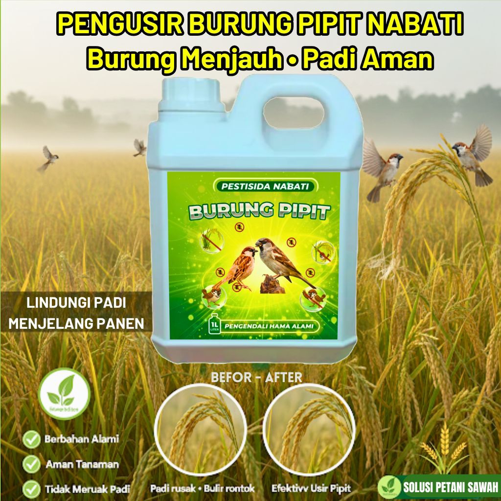 Pestisida Nabati Pengusir Burung Pipit Padi – Aman & Efektif, Pestisida Nabati Pelindung Tanaman