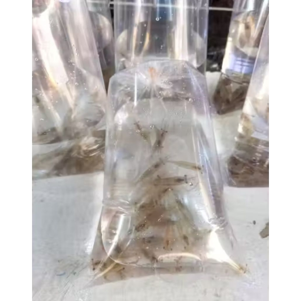 UDANG HIDUP PAKAN PREDATOR FRESH PERKANTONG