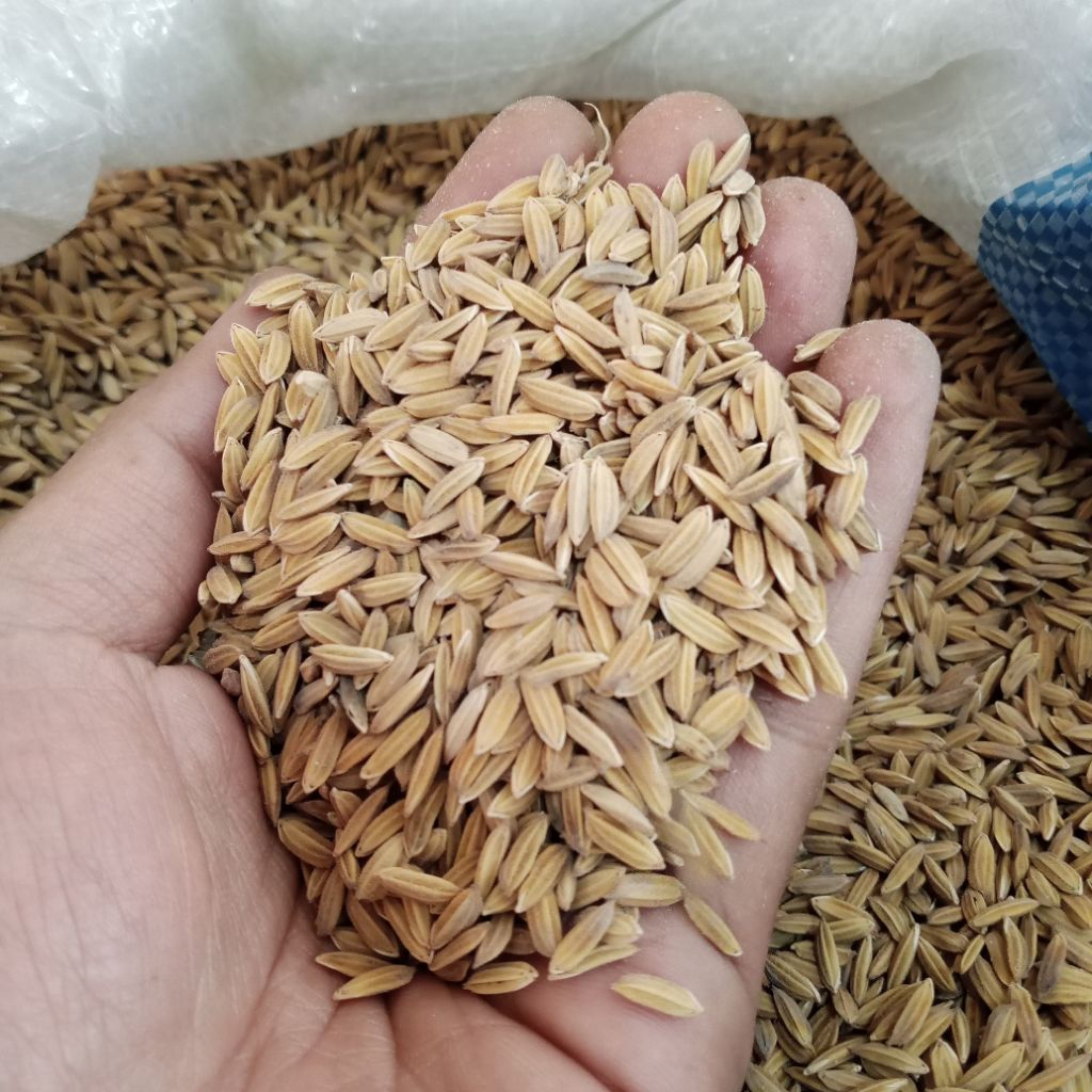 MERDI PS | Gabah Beras Merah Repack 1kg | Pakan Ayam Bangkok Aduan Sehat & Kuat