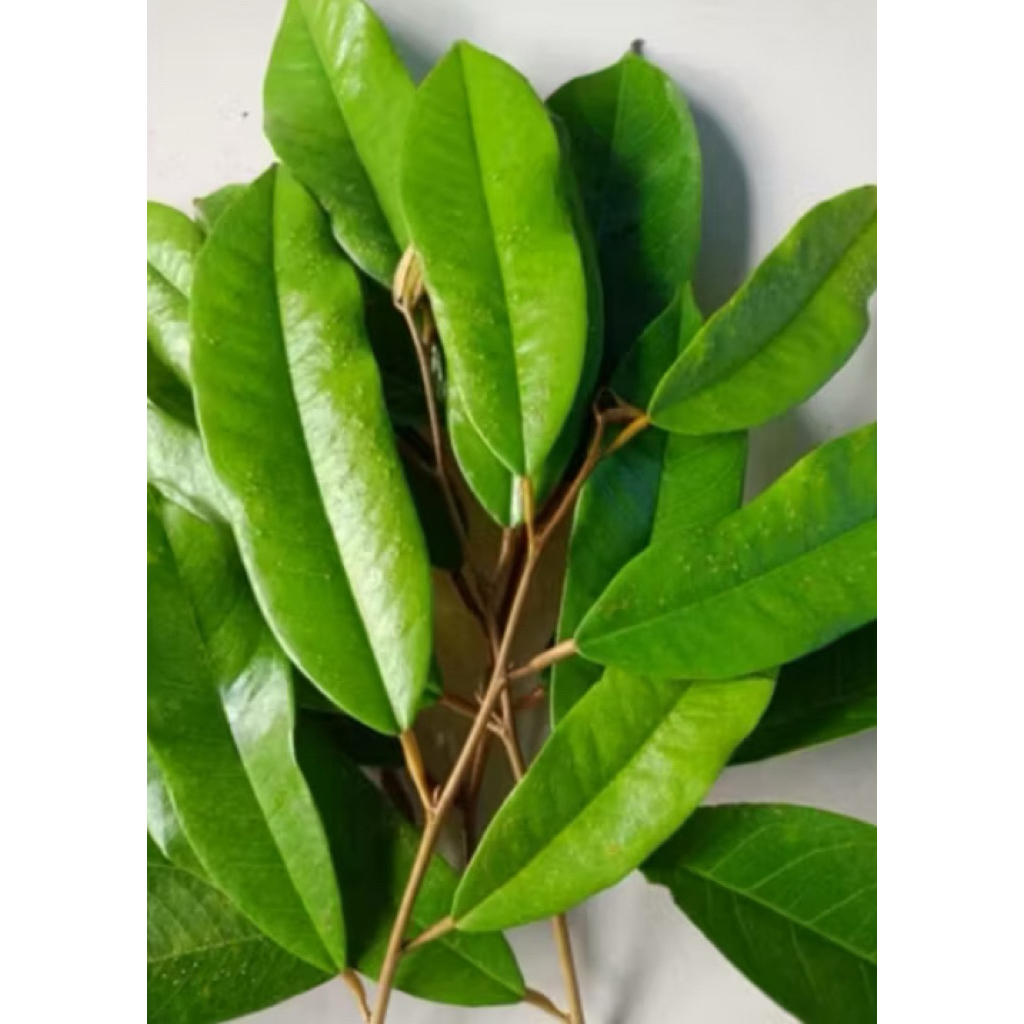 Entres Durian Musangking 1pcs