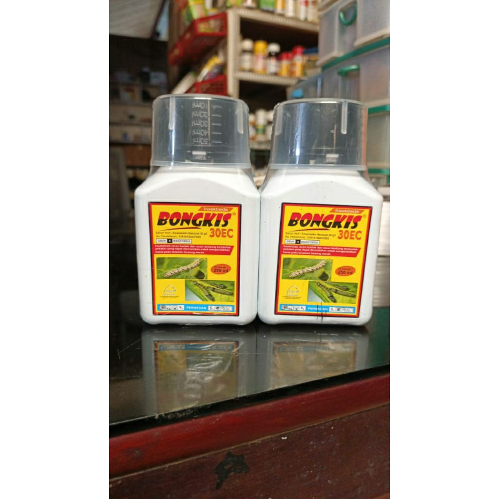 bongkis30ec