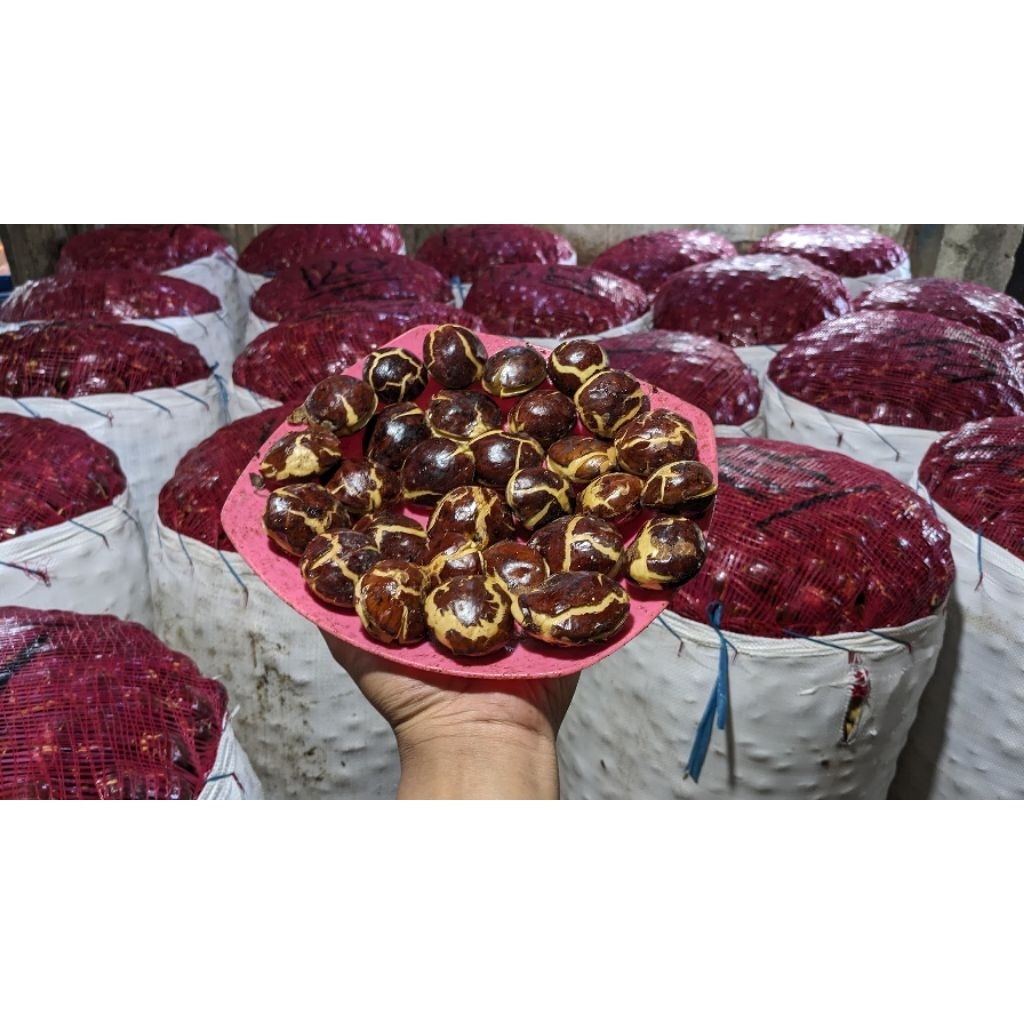 Jengkol tua ukuran super besar-besar only