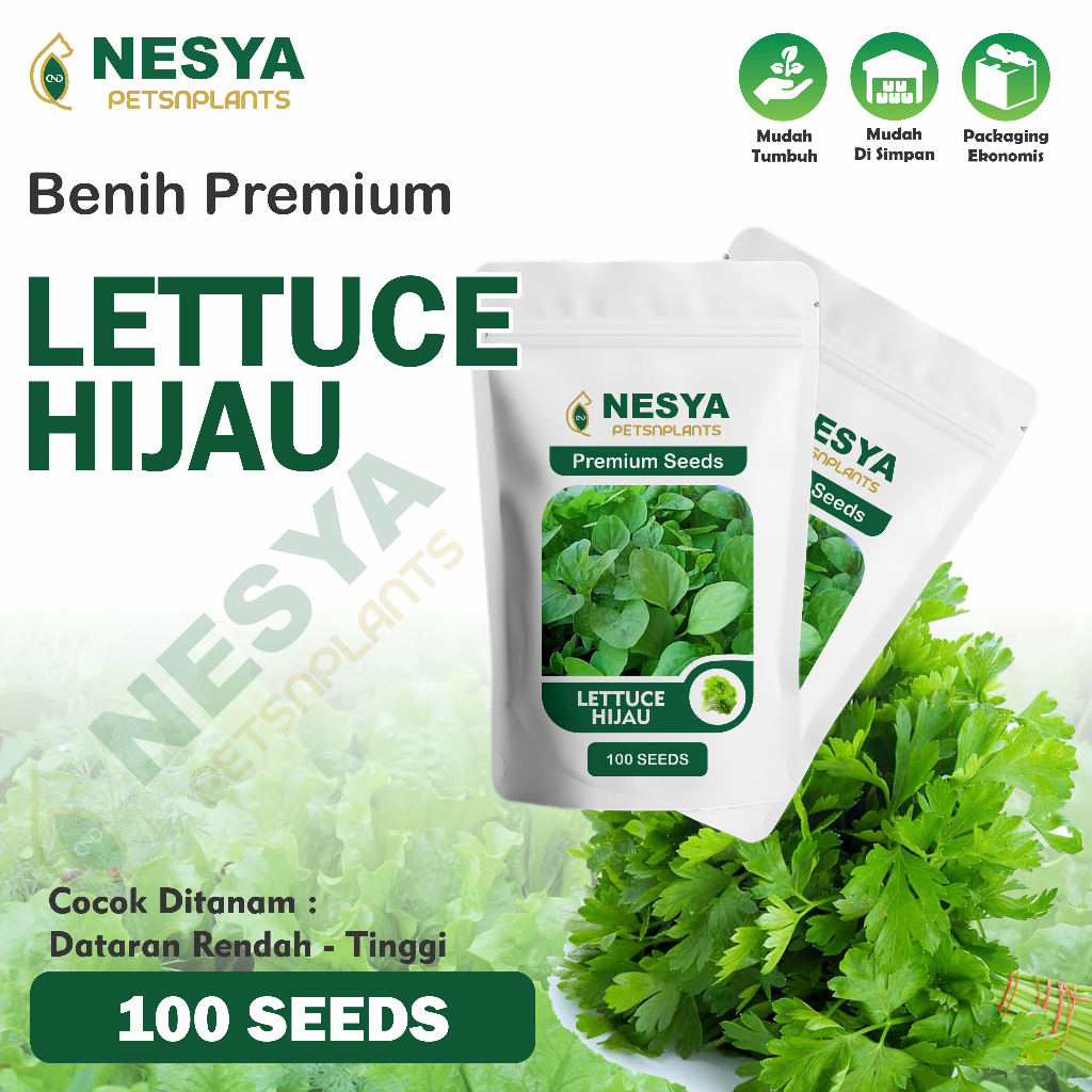 100 Benih Lettuce Hijau Georgia Selada Lettuce Hijau Benih Sayur - Benih Sayuran