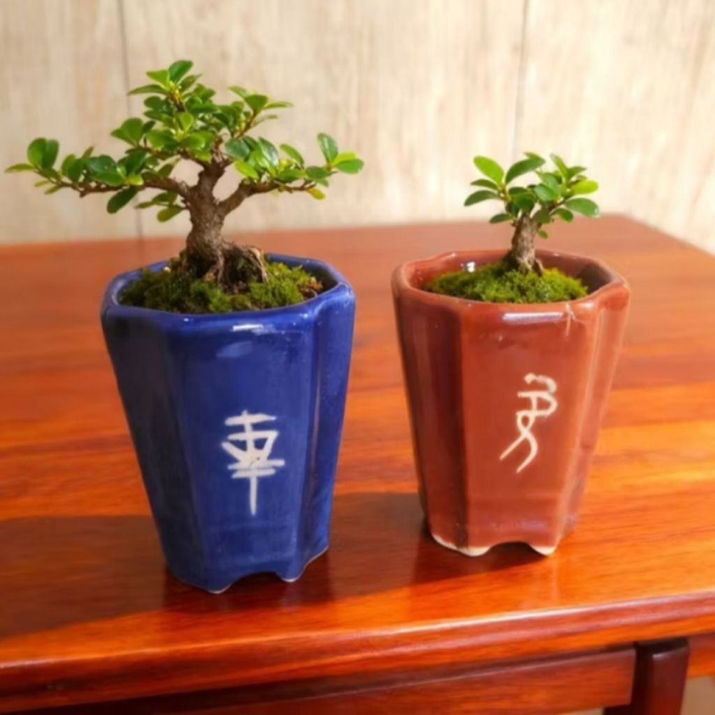 Pot Keramik Bonsai Mame Cascade - Pot Keramik Bonsai Mini