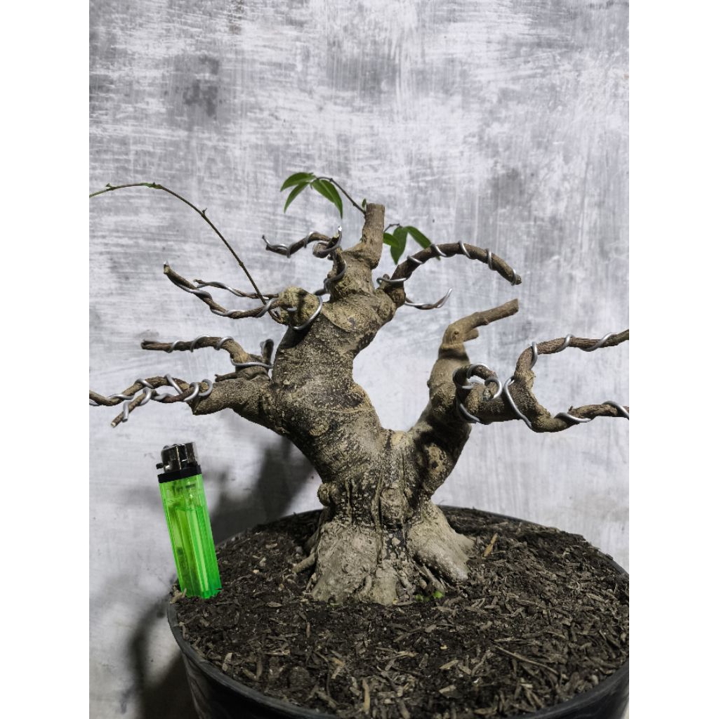 bonsai anting putri tahapan small