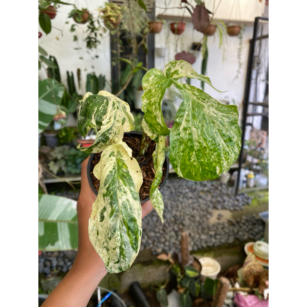 amydrium zippelianum variegata