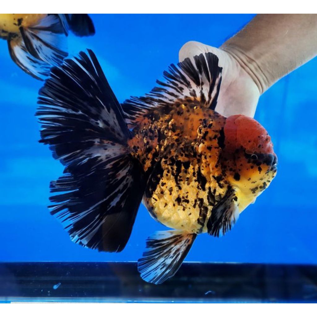 Koki Oranda Rosetail Tiger Size Jumbo
