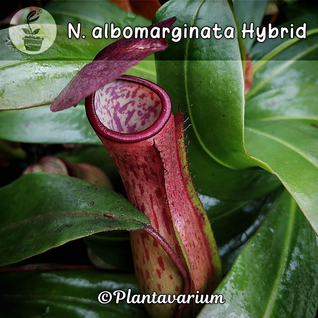 Kantung Semar Nepenthes Albomarginata Hybrid