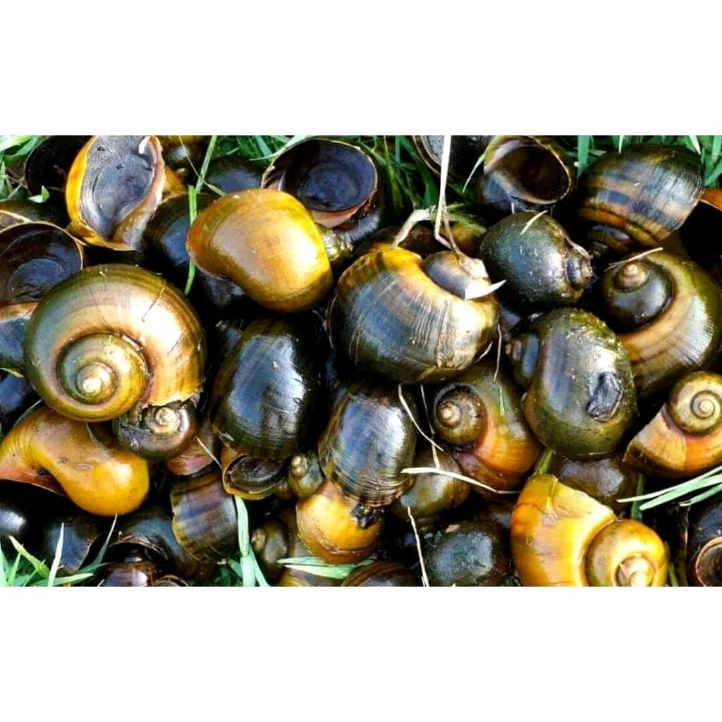 keong sawah / keong emas 1 KG