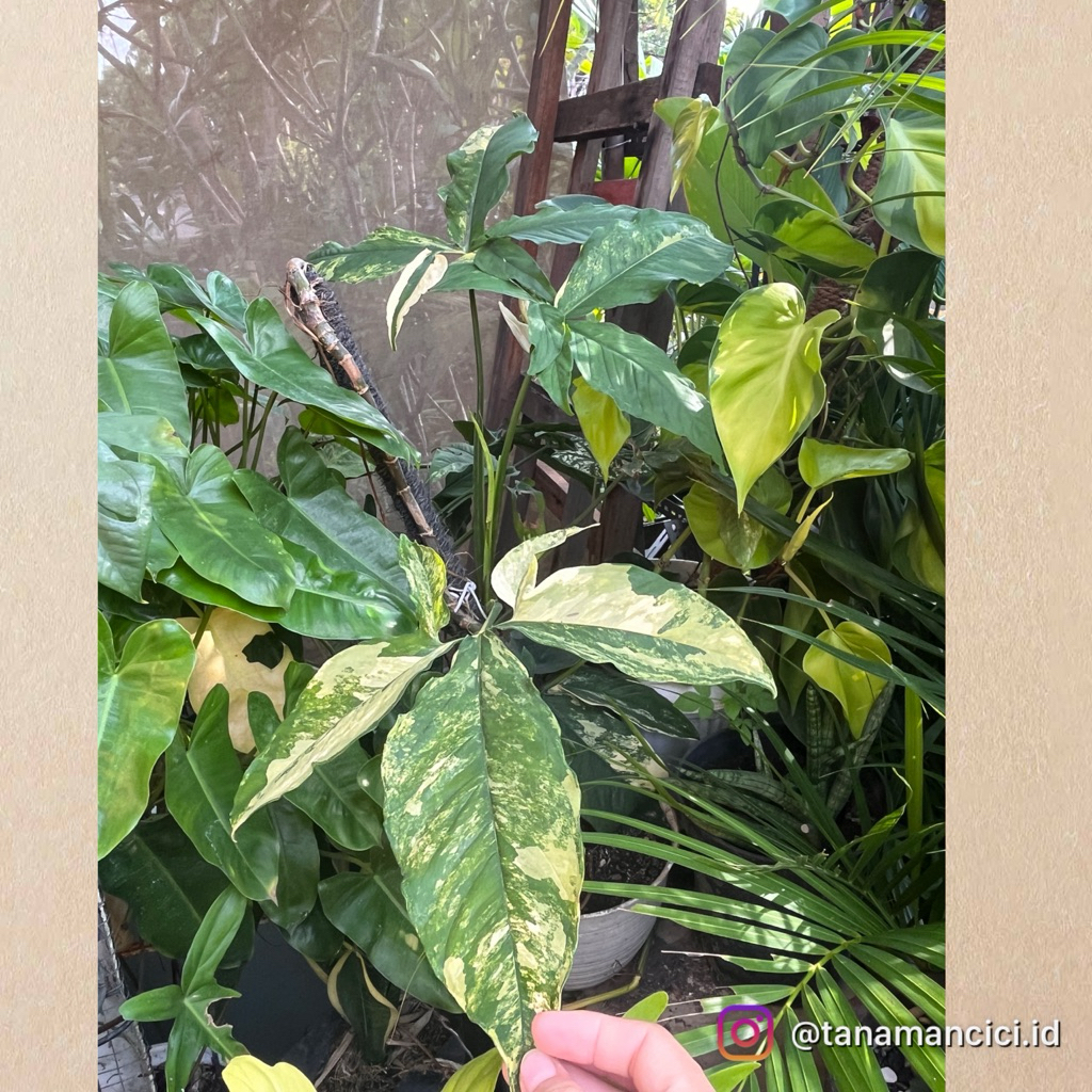 Syngonium Yellow variegated tanaman Syngo var yellow