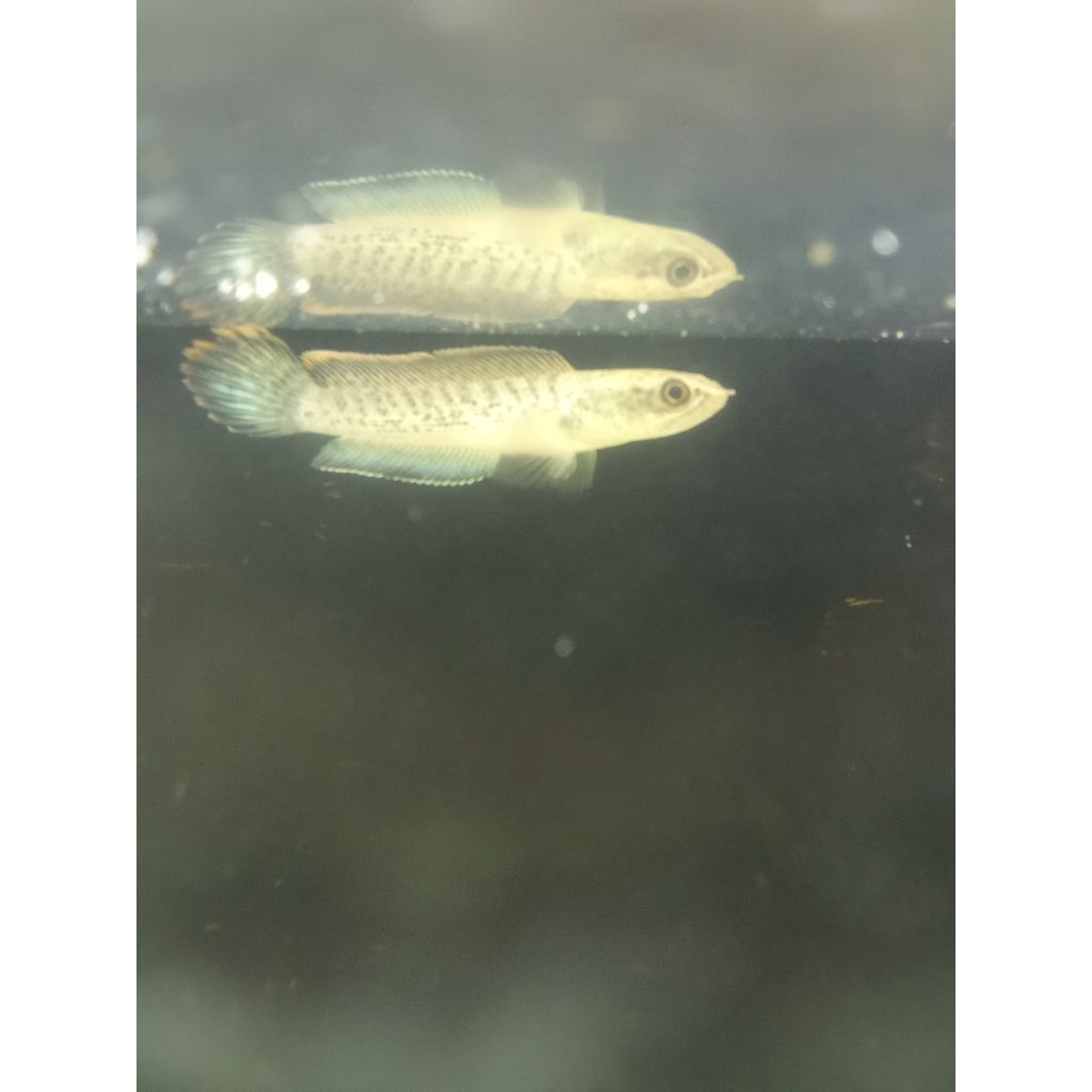 Chana stewarti Beby sigletank siap progres