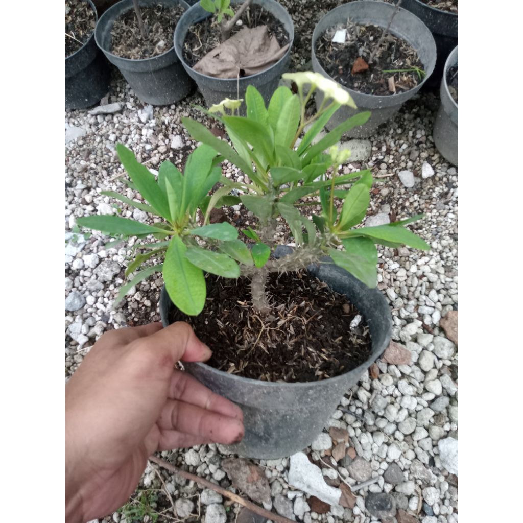 Euphorbia Mili kuning