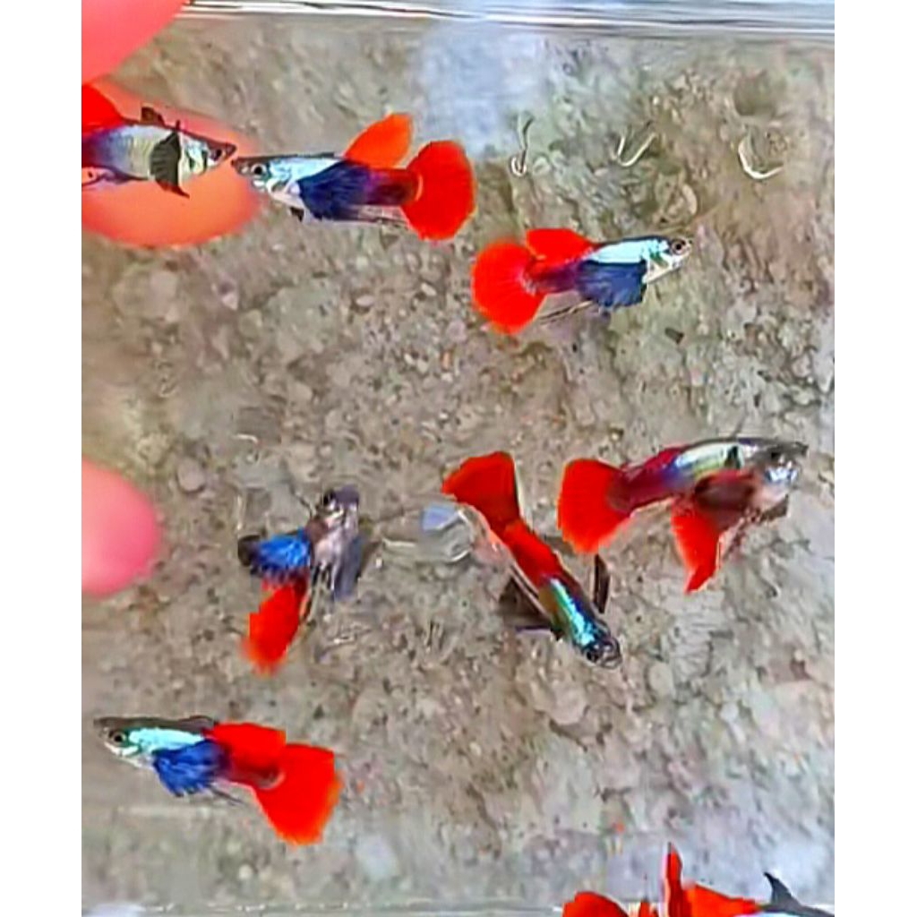 PRTDE RIBBON (ISI SATU PASANG)