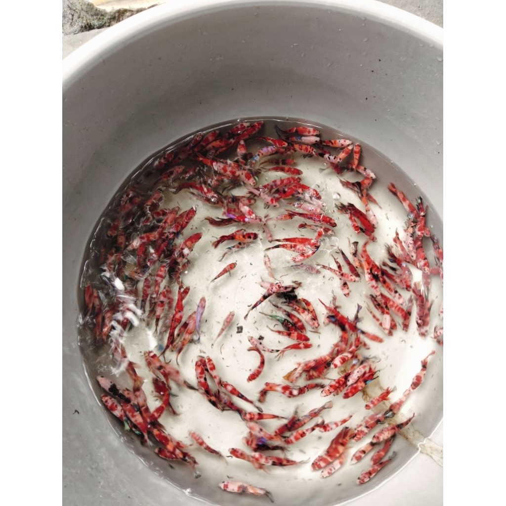 ikan cupang koi nemo galaksi