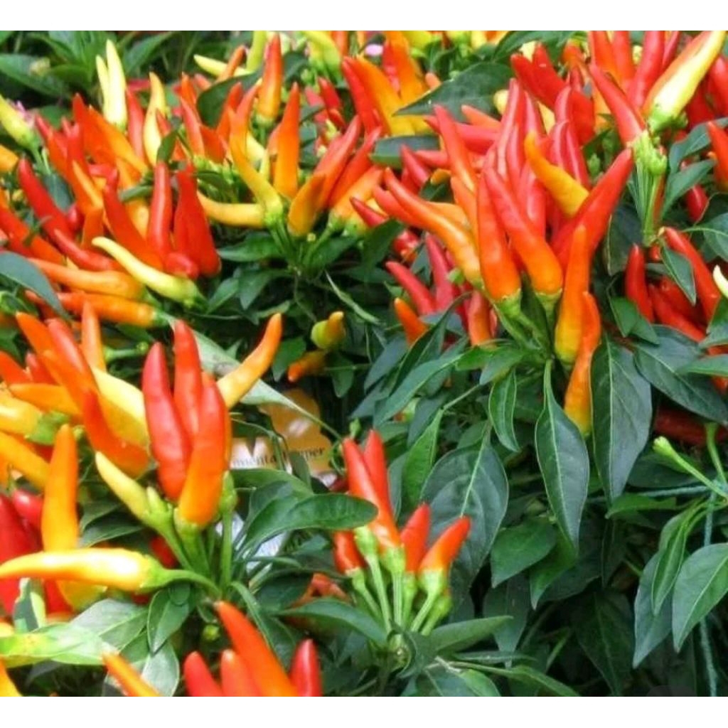 cabai rawit dompol ,benih kualitas premium