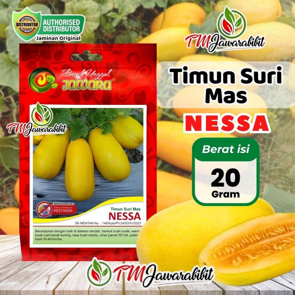 Benih Timun Suri Kuning Mas Unggul 20 Gram - NESSA / Produk benih Unggul Asli JAWARA