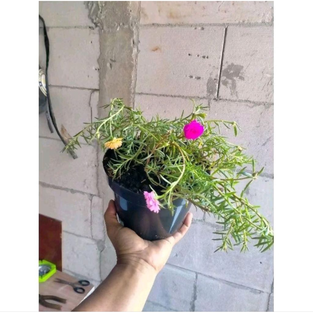 Pohon 3 polibag 3 warna bunga krokot portulaca bunga sutra bombay