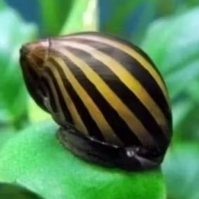 keong Turbo pembersih lumut,alga(aquarium,aquascape)