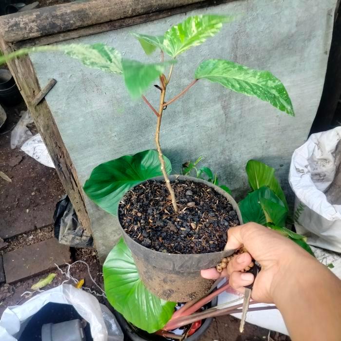 Tanaman hias Poikilospermum suaveolens varigata bagus cakep unik langka