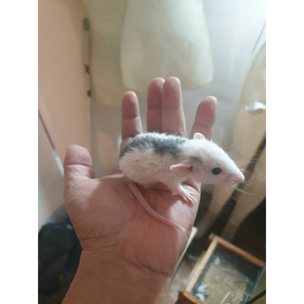 Dumbo Ear Rat Anakan