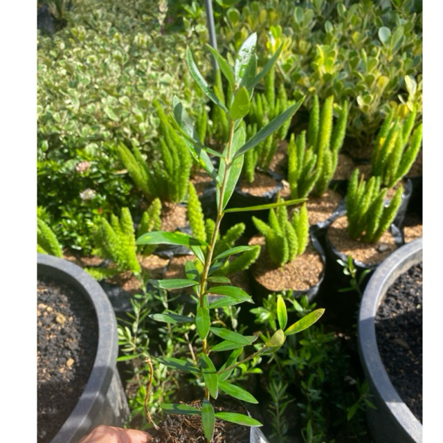 Bibit tanaman zaitun - pohon zaitun kecil - tanaman hias