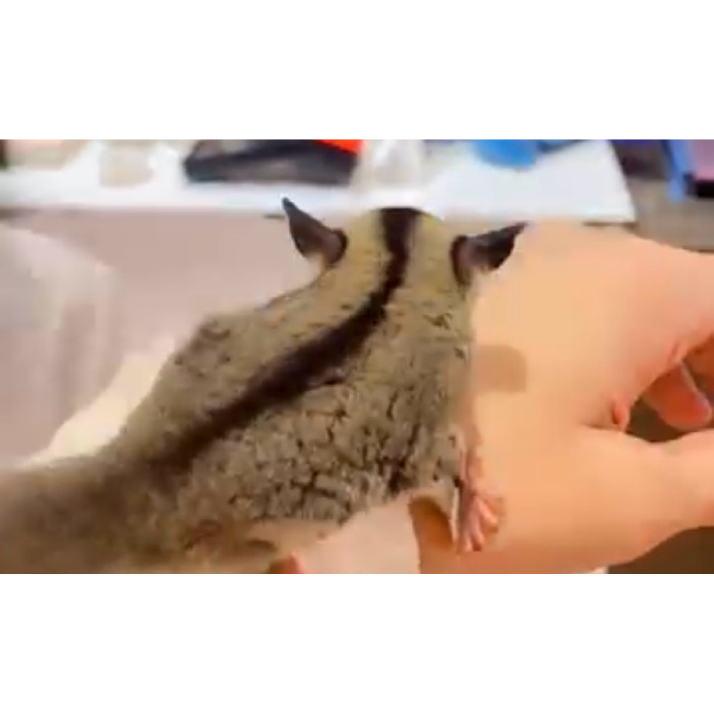 Sugar Glider jenis Classic Grey