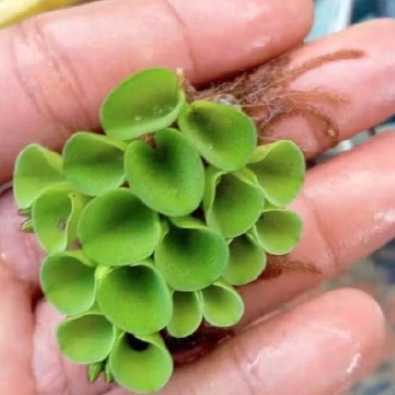 Tanaman Apung, Salvinia, Tanaman Air