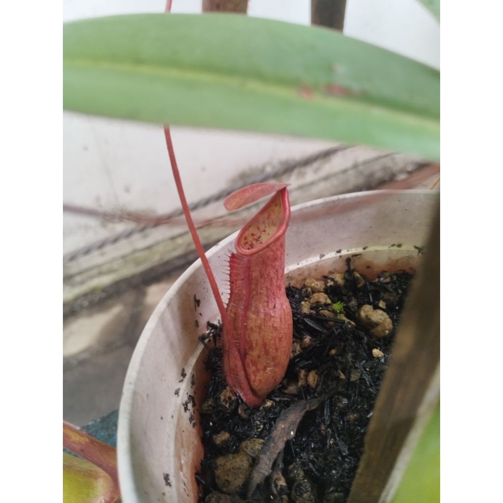 tanaman karnivora nepenthes/kantong semar 3