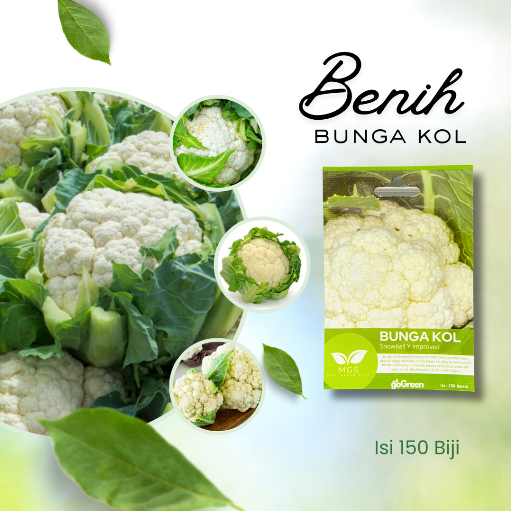 Benih Bunga Kol Snowball Y Improved-Benih Bunga Kol Merek MGS isi 150 benih-Benih Bunga Kol isi 150 