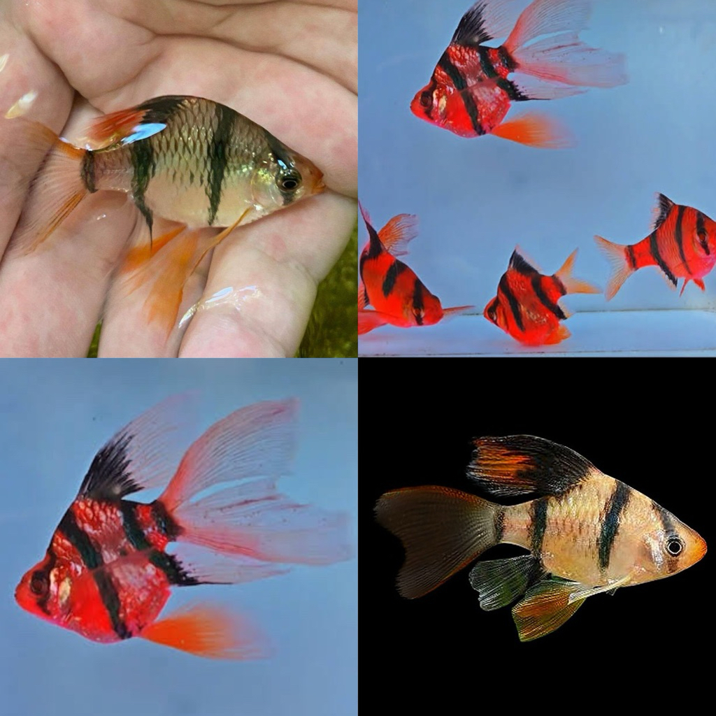 [Chan Aquatic] Ikan Hias Tiger Glofish Slayer Tiger Glofish Longfin