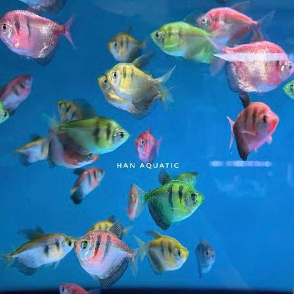 [Chan Aquatic] PAKET IKAN 5 EKOR GLOFISH BELANG SIZE M GLOFISH TIGER BELANG SIZE M