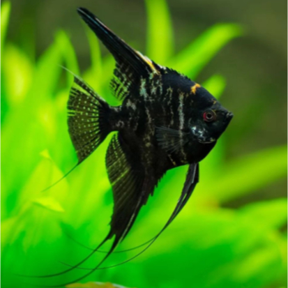 Manfish Black Marbel | Ikan hias manfish black marbel | ikan hias aquascape