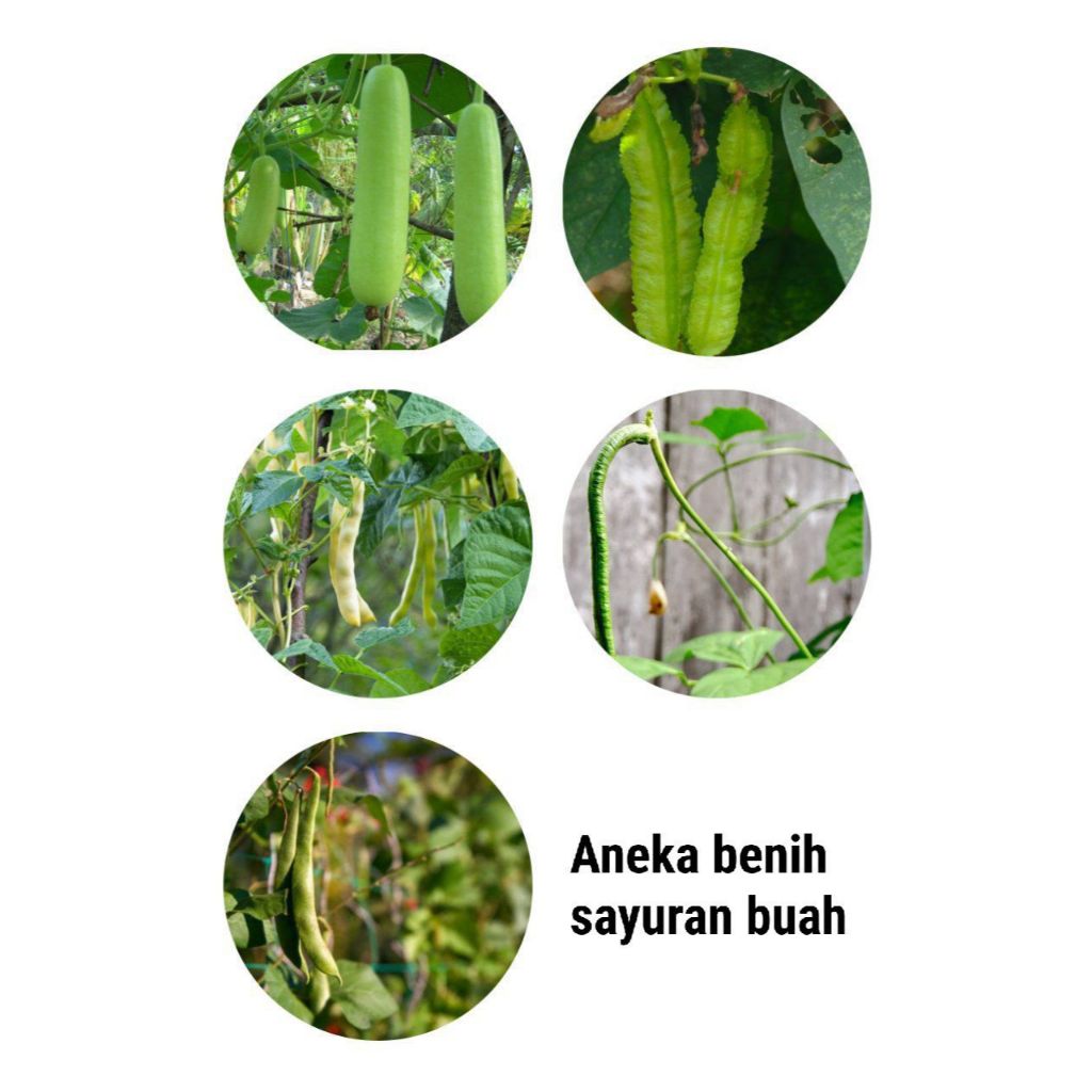 SEMAI SUBUR - ANEKA BENIH SAYURAN BUAH