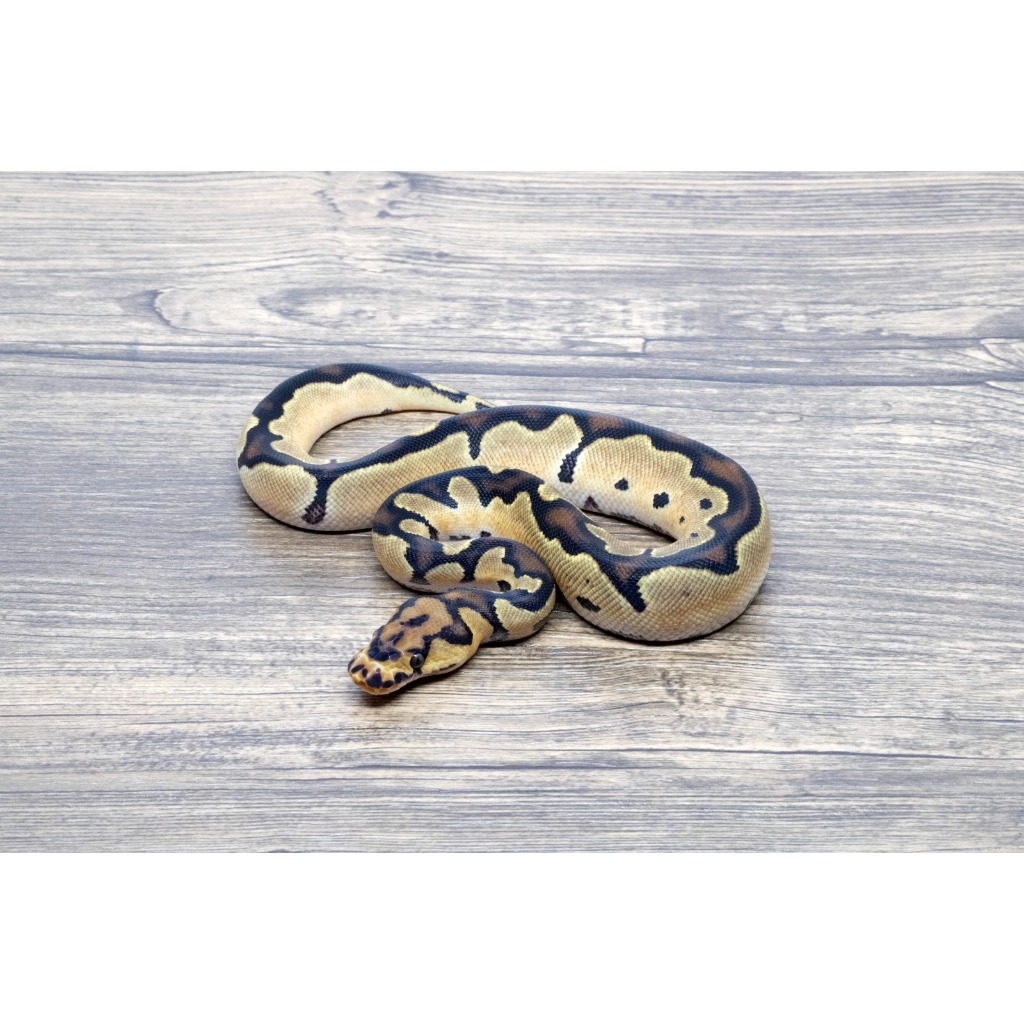 Ballpython Super Orange Dream Clown 66% Het Pied PH DG Male