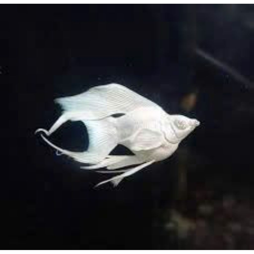 JUMBO MOLLY PLATINUM BALON CAWANG JUMBO Hiasan Aquarium