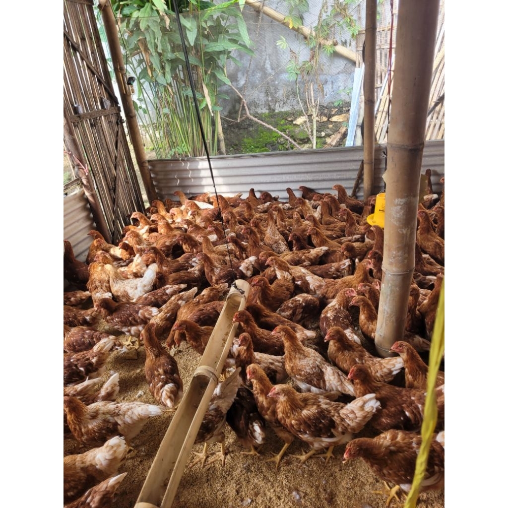 pullet ayam petelur usia 16 minggu