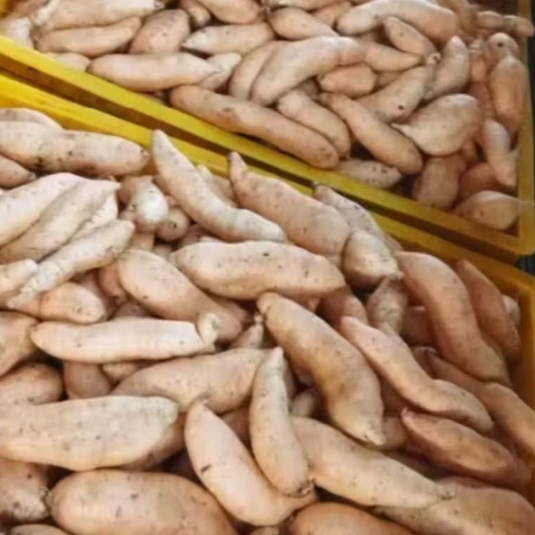 UBI MADU CILEMBU BERKUALITAS 1 KG  ukuran sedang ubi legit simanis madu