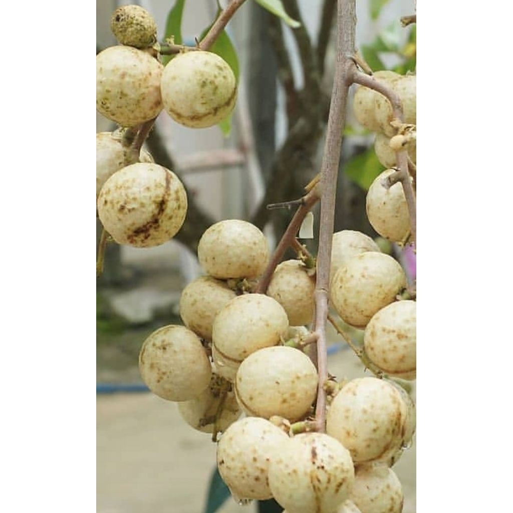 Bibit Kelengkeng Cangkok Matalada Full media