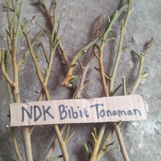 Entres / Batang segar kelengkeng merah