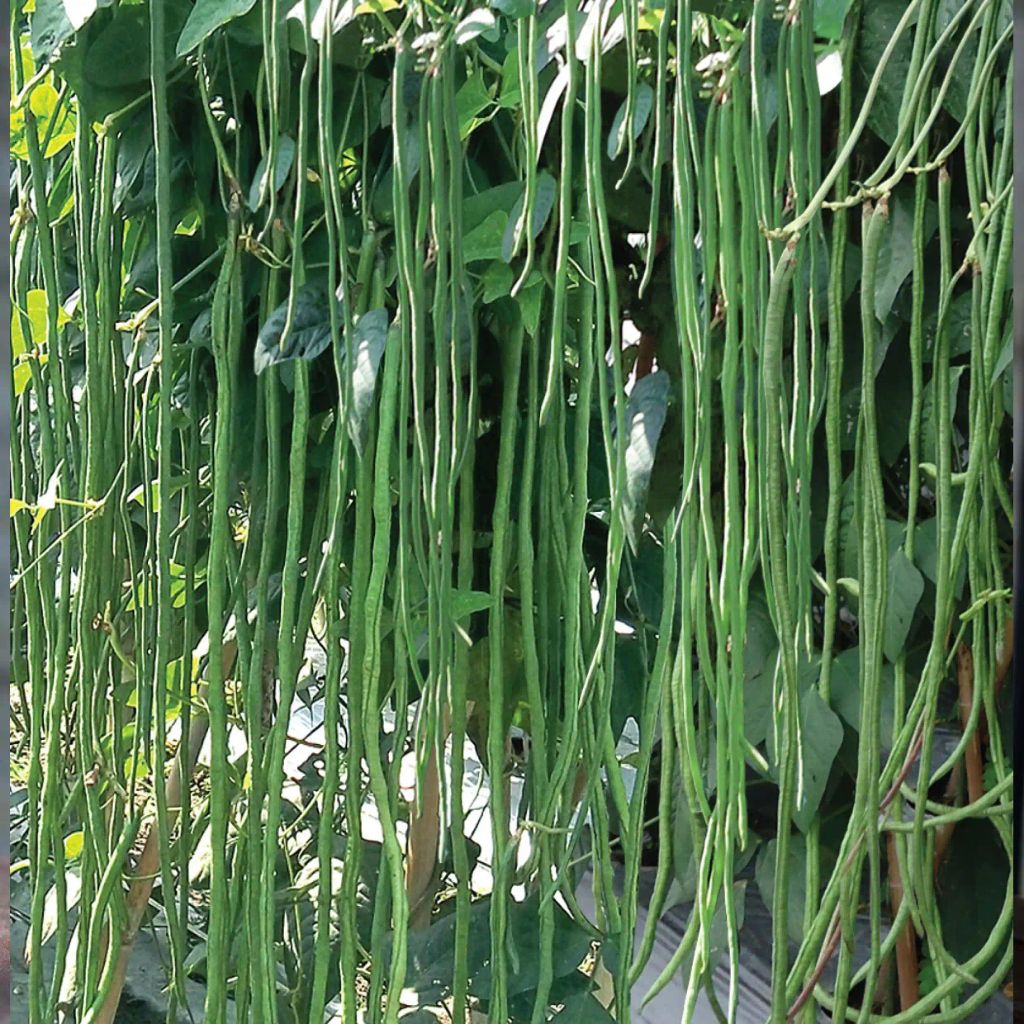 Benih Biji Kacang panjang Bibit Benih Kacang Panjang