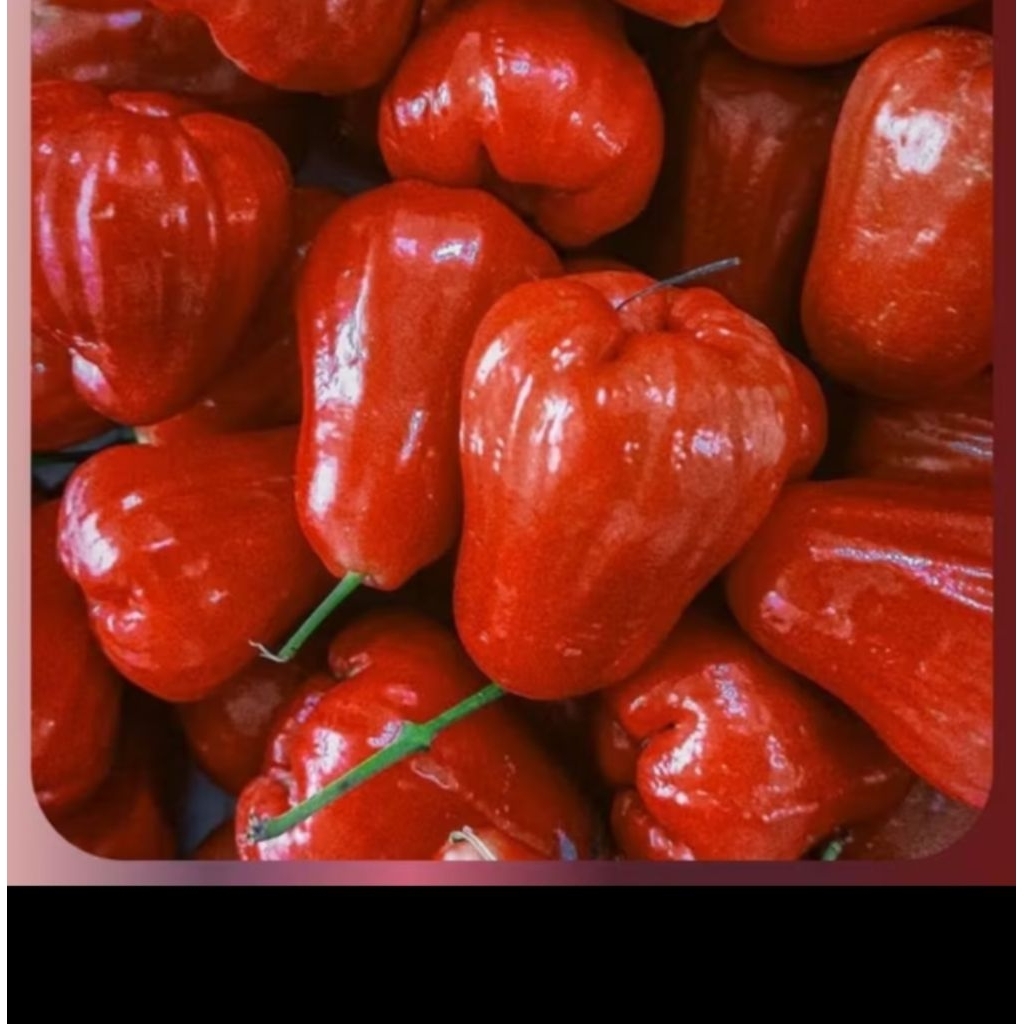Buah Jambu Air Citra /Jambu Air Manis 1 kg