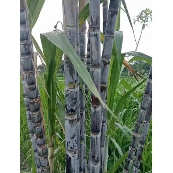 Bibit Tebu Hitam 10 batang -Tebu Wulung Tebu Ireng Siap Tanam