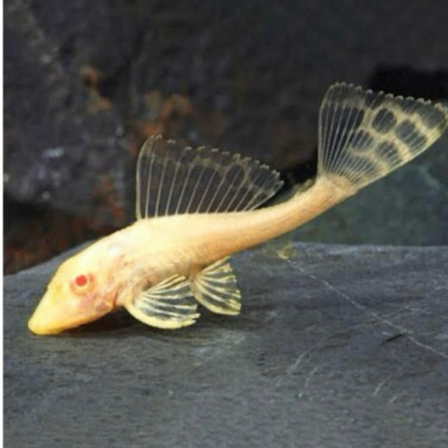 (3-4cm)Gibbiceps Pleco Albino Pleco L083 Gibbicep Original 100%